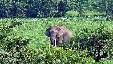 கோப்புப் படம்
