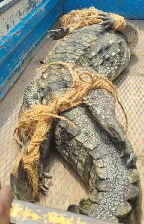 பிடிபட்ட முதலை