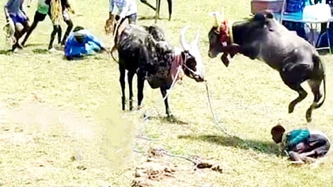 சிங்கம்புணரி அருகே கோழிக்குடிபட்டியில் சனிக்கிழமை நடைபெற்ற மஞ்சுவிரட்டில் சீறிப்பாயும் காளைகள்.