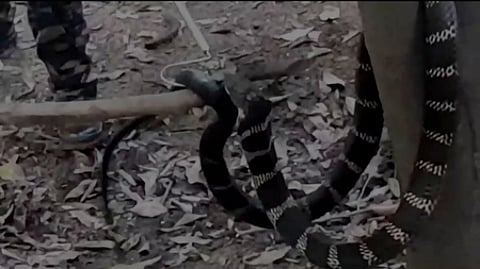 மீட்கப்பட்ட ராஜநாகம்.