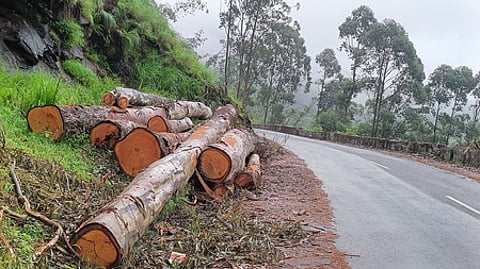 வால்பாறை-பொள்ளாச்சி சாலையில் சாலையோரம் வெட்டி வைக்கப்பட்டுள்ள யூகலிப்டஸ் மரங்கள்.