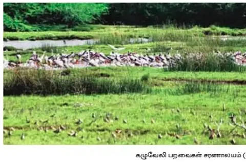 தமிழக நஞ்சராயன், கழுவேலி பறவைகள் சரணாலயங்கள் ராம்சர் தளங்களில் சேர்ப்பு