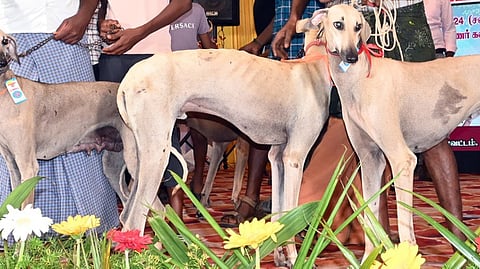 குற்றாலம் சாரல் திருவிழாவில் சனிக்கிழமை நடைபெற்ற கண்காட்சியில் இடம்பெற்ற பல்வேறு இன நாய்கள்.