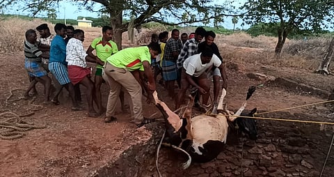 கிணற்றில் விழுந்த மாட்டை மீட்ட தீயணைப்பு வீரா்கள்.