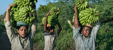 வாழை திரைப்படம்