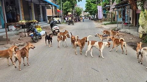 தெரு நாய்கள்