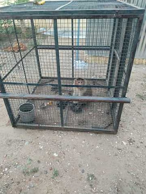 பிடிபட்ட குரங்கு.