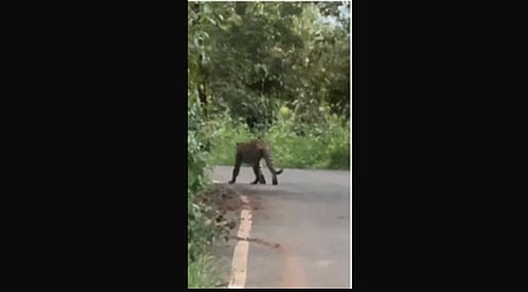 கூடலூரை அடுத்துள்ள பாட்டவயல் பகுதியில் சாலையில் உலவிய சிறுத்தை