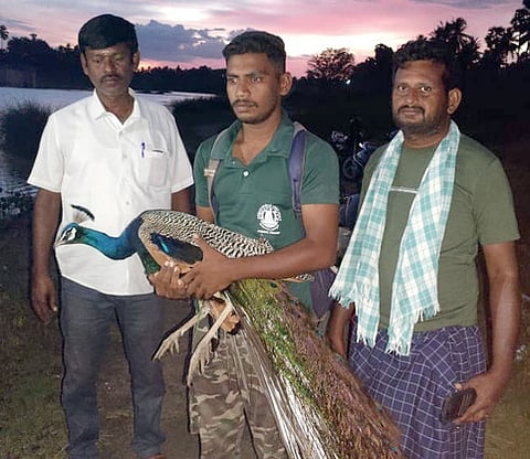 காயமடைந்து பறக்க முடியாமல்  தவித்த மயிலை மீட்ட வனத் துறையினா்.