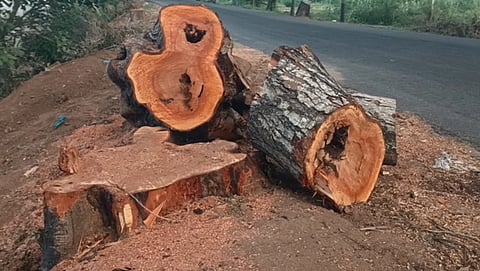 சாலை விரிவாக்கத்துக்காக வெட்டப்பட்டுள்ள புளியமரம்.