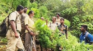 மேகமலையில் புதன்கிழமை கஞ்சா தோட்டத்தில் வனத் துறையினா்.