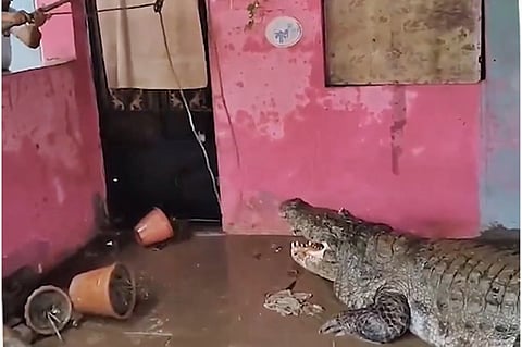 வீட்டிற்குள் புகுந்த முதலை