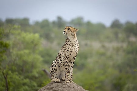 இந்தியாவில் சிவிங்கிப் புலிகள் குறித்த ‘வெப் சீரிஸ்’: மத்திய அரசு ஒப்புதல்