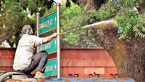 மரங்களில் தண்ணீர் தெளிக்கும் பணியாளர்
