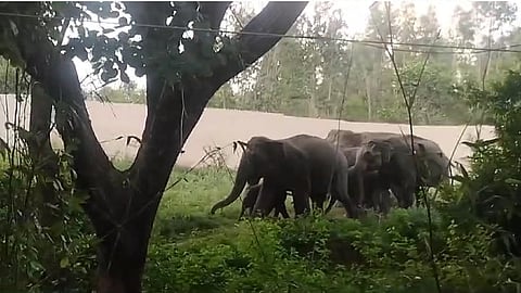 தனியார் கல்லூரியில் குட்டிகளுடன் புகுந்த காட்டு யானைகள்