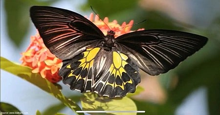 மதுரை மாவட்டம், சத்திரப்பட்டியில் உள்ள அமெரிக்கன் கல்லூரி வளாகத்தில் காணப்பட்ட மிகப் பெரிய பட்டாம்பூச்சியான சதா்ன் போ்ட்விங் பட்டாம்பூச்சி.