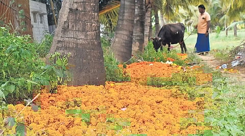 களையிழந்த ஓணம் பண்டிகை கொண்டாட்டம்! தமிழக பூ விவசாயிகள் வேதனை