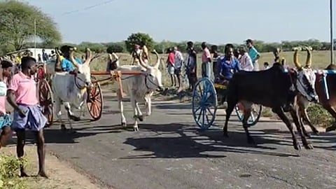 நல்லூா் ஸ்ரீஅய்யனாா் கோயில் திருவிழாவையொட்டி, நடைபெற்ற இரட்டை மாட்டு வண்டிப் பந்தயத்தில் இலக்கை நோக்கி சீறிப் பாய்ந்த காளைகள்.