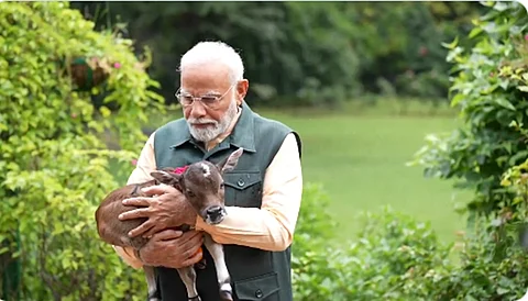 கன்றுக்குட்டியுடன் மோடி