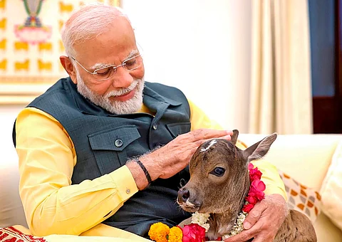 கன்றுக்குட்டியுடன் பிரதமர் மோடி