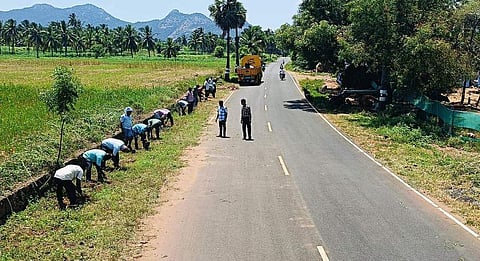 பனை விதைகள் நடவுப் பணி.