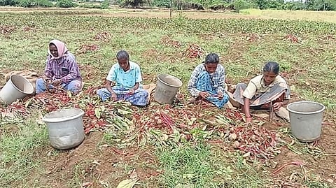 ஒட்டன்சத்திரம் அருகே பீட்ரூட் அறுவடை செய்யும் பணியில் ஈடுபட்ட தொழிலாளா்கள்.