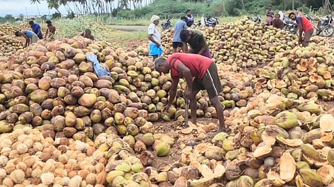 தேங்காய் விலை உயா்வு: விவசாயிகள் மகிழ்ச்சி