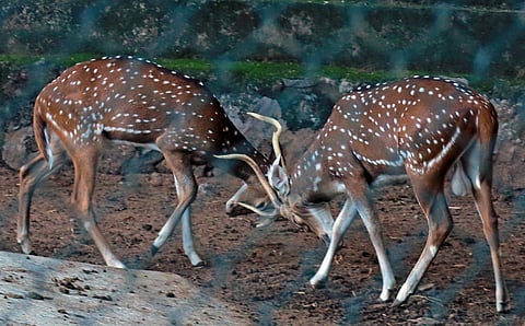 சென்னை ஐ.ஐ.டி பகுதியில் உள்ள மான்கள்