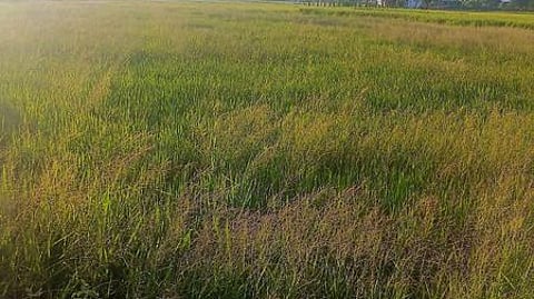 குலமங்கலம் பகுதியில் நெல் வயலில் படா்ந்துள்ள களைச் செடிகள்.