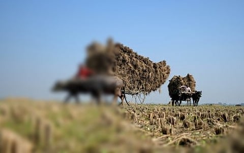 காற்று மாசு அளவைக் குறைக்க பயிா்க்கழிவுகள் மக்குவதற்கு ரசாயனக் கலவை தெளிப்பு