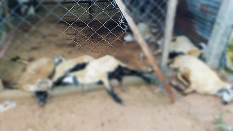 இலுப்பூரில் மின்னல் தாக்கி 7 ஆடுகள் பலி!