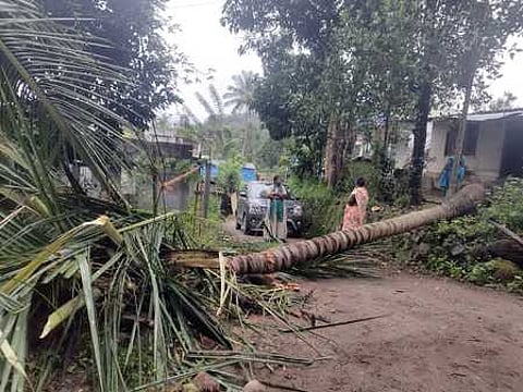 Uprooted coconut tree kills two women workers in Kerala