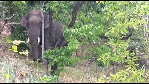 கொடைக்கானல் கோம்பை குடியிருப்புப் பகுதியில் நடமாடிய ஒற்றைக் காட்டு யானை.