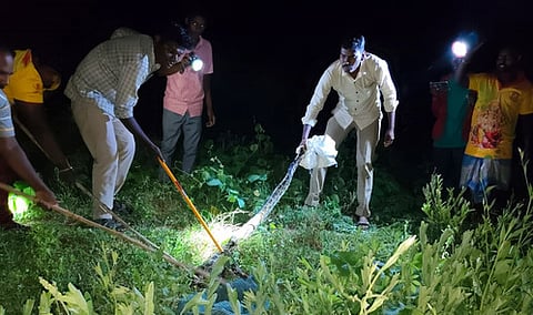 மிட்டாளம் ஊராட்சியில் விவசாய நிலத்தில் புகுந்த மலைப் பாம்பை பிடித்த வனத் துறையினா்.