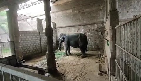 காந்திமதி யானை