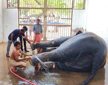 திருச்செந்தூா் கோயில் யானையை வியாழக்கிழமை பரிசோதனை செய்த கால்நடை மருத்துவா்கள்.