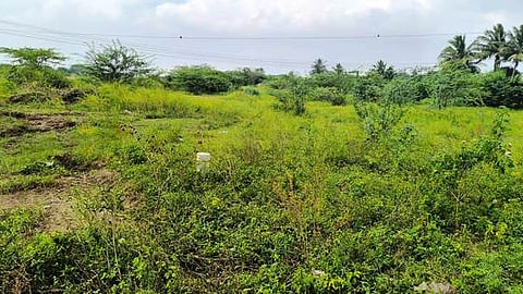 செய்யூா் காலனியில் மக்களுக்காக வழங்கப்பட்டு இன்று வரை அளந்து கொடுக்கப்படாத நிலம்.