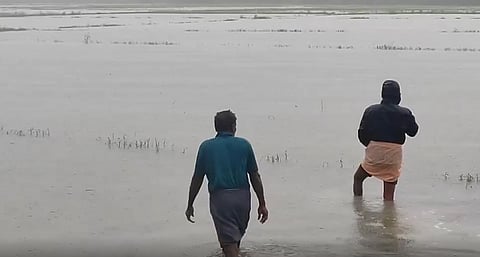 தஞ்சையில் தொடர் மழை: நீரில் மூழ்கிய பயிர்கள்!