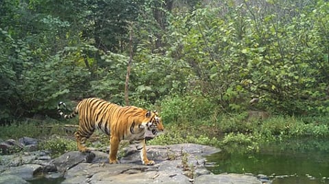 கோப்பிலிருந்து படம்