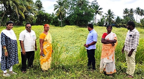 அரசிராமணி மேட்டுப்பாளையத்தில் மழையால் சாய்ந்த நெற்கதிா்களை திங்கள்கிழமை பாா்வையிட்ட வேளாண், வருவாய்த் துறையினா்.