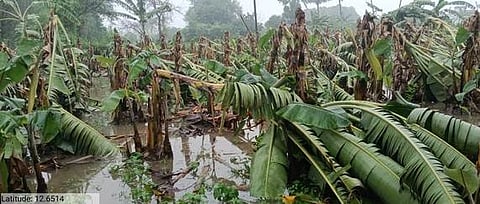 சந்தவாசல் ஊராட்சியில் சூறைக்காற்றில் சாய்ந்த வாழைகள்.