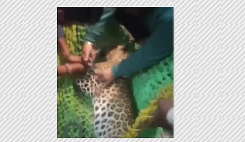 பிடிபட்ட சிறுத்தை.