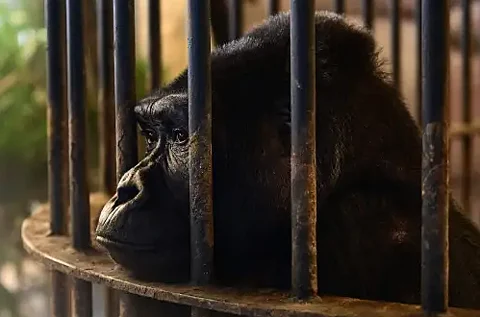 மனிதக்குரங்கு புவா நொய்