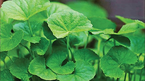 ஆயுள் காக்கும் ஆயுர்வேதம்: சித்த பிரமை குணமாக வழி என்ன?