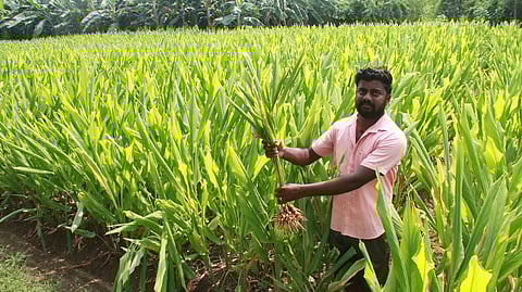 திருநெல்வேலி அருகே அருகன்குளத்தில் அறுவடைக்கு தயாா் நிலையில் உள்ள மஞ்சள் குலைகள்.