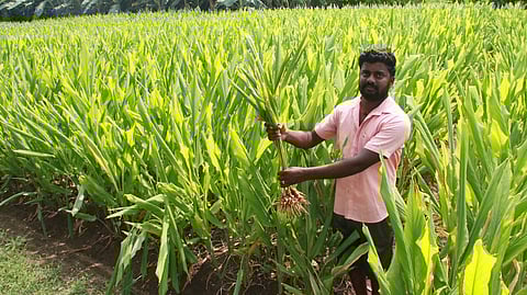 இந்தியாவில் முதல்முறையாக தேசிய மஞ்சள் வாரியம் தொடக்கம்!