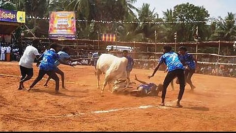 ரெகுநாதபட்டியில் ஞாயிற்றுக்கிழமை நடைபெற்ற வடமாடு மஞ்சுவிரட்டுப்போட்டியில் காளையை அடக்க முற்பட்ட வீரா்கள்.