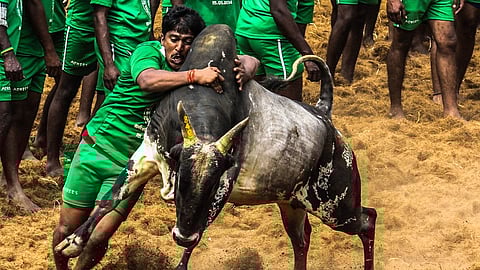 ஜல்லிக்கட்டு