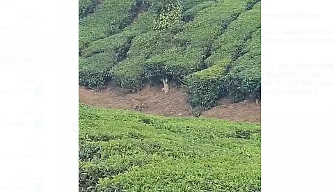 நெல்லியம்பதி படகிரி தோட்ட பகுதியில் தேயிலை செடிகளுக்கு இடையே புலி ஒன்று நடந்து சென்ற காட்சி