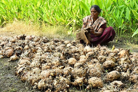 திருநெல்வேலி கண்டிகைப்பேரி பகுதியில் புதன்கிழமை அறுவடை செய்யப்பட்ட சேனைக்கிழங்குகள்.